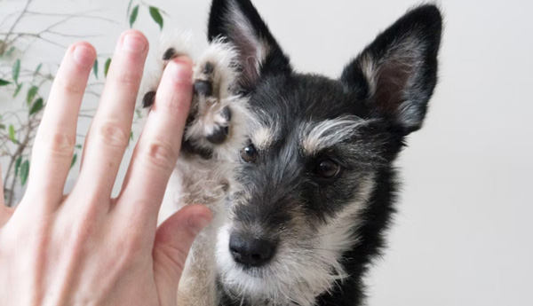 High fiving a cheetah