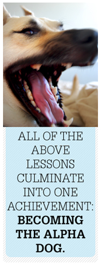 owning a dog Article text - All of the above lessons culminate