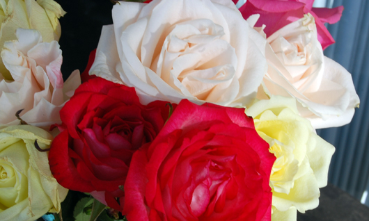 flowers A close up of a flower