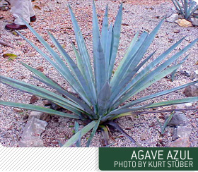 agave azul agave azul plant