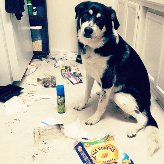 A dog sitting next to trash