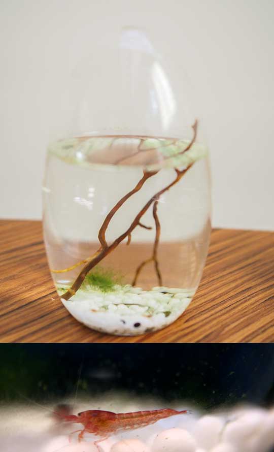 Ecosphere