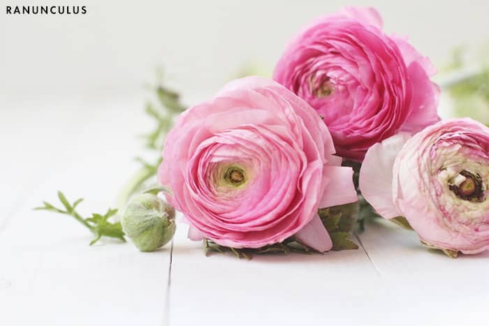 flowering ranunculus history of roses