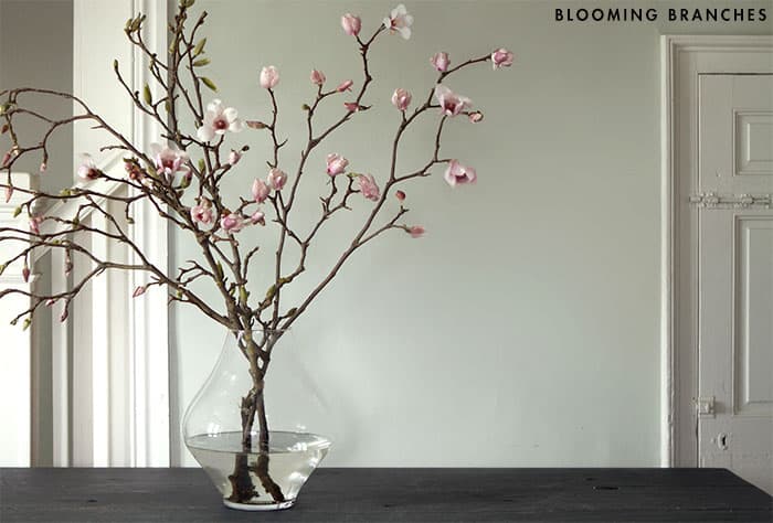 white blooming branch history of roses