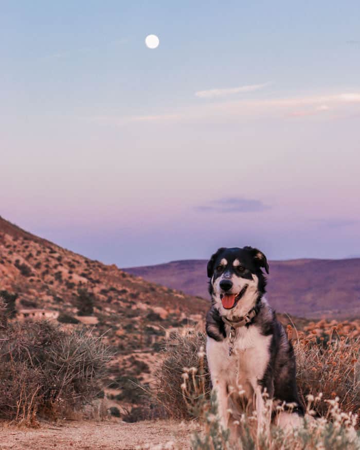 pioneertown-leela A dog standing on a dry grass field