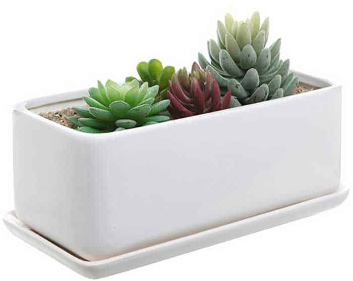 mothers day gift succulent