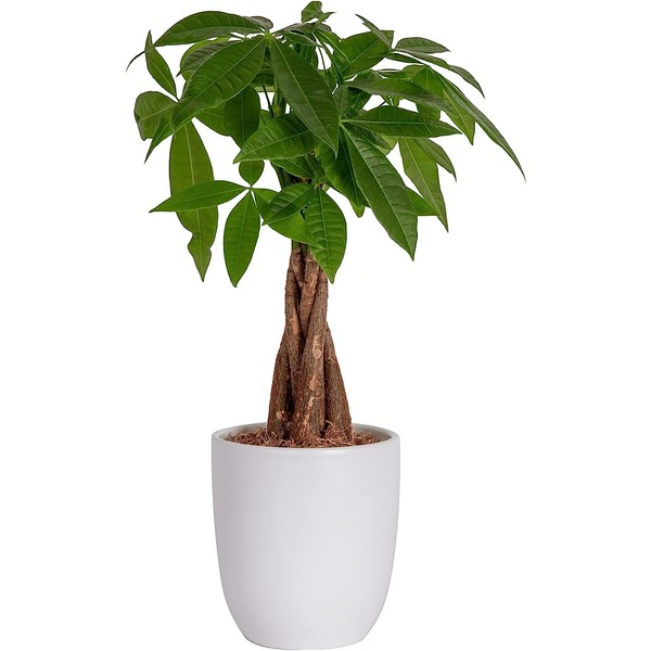 money tree in a white planter