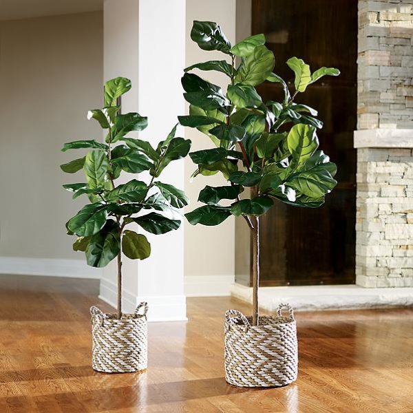 FIDDLE LEAF FIG TREE