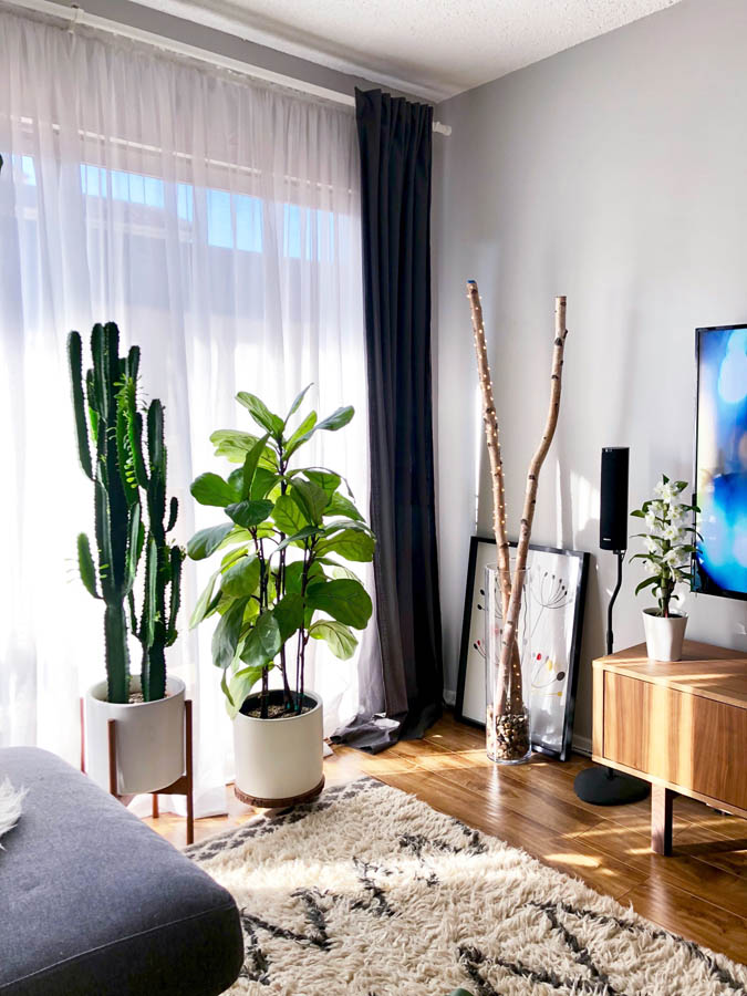 potted plants in a man's living room