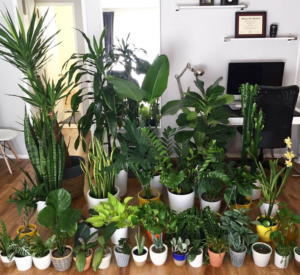 best house plants for apartments