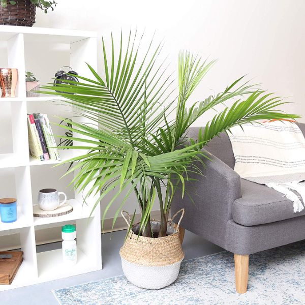 costa farms palm tree intentional apartment