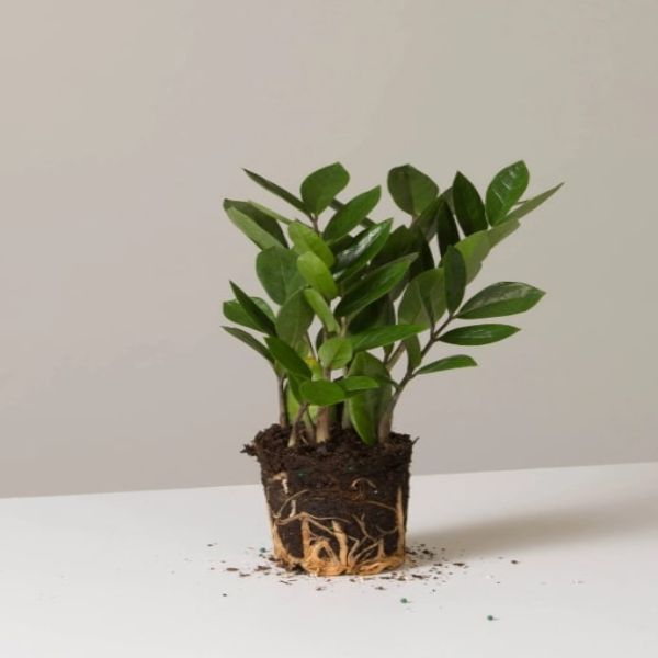 zz plant intentional apartment