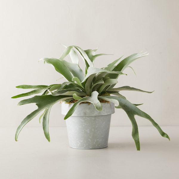 staghorn fern work from home spaces