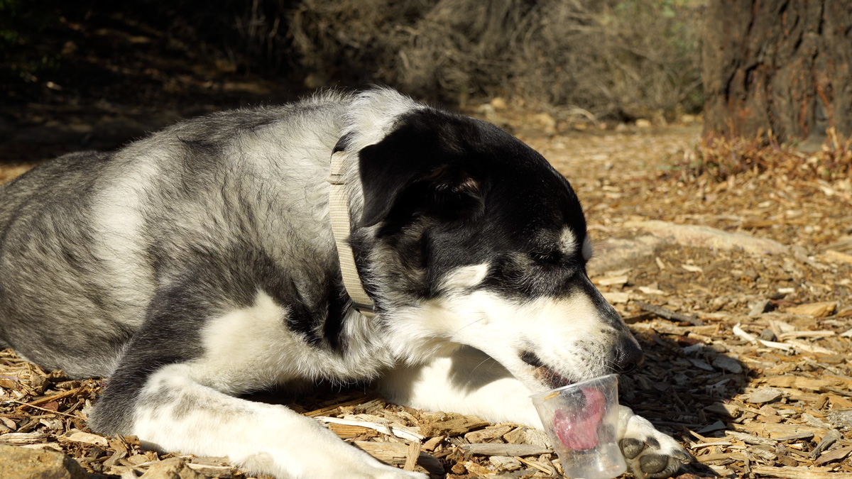 dog-eating-ice-cream dog eating ice cream