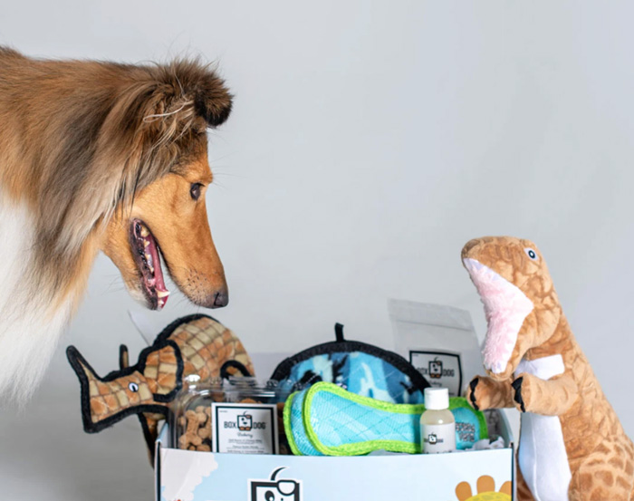box dog subscription with dog looking