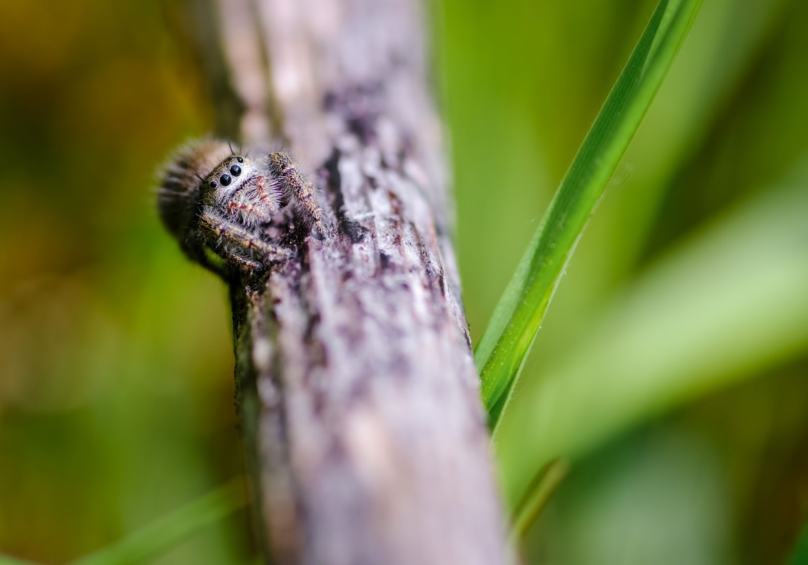 a spider on a plant branch