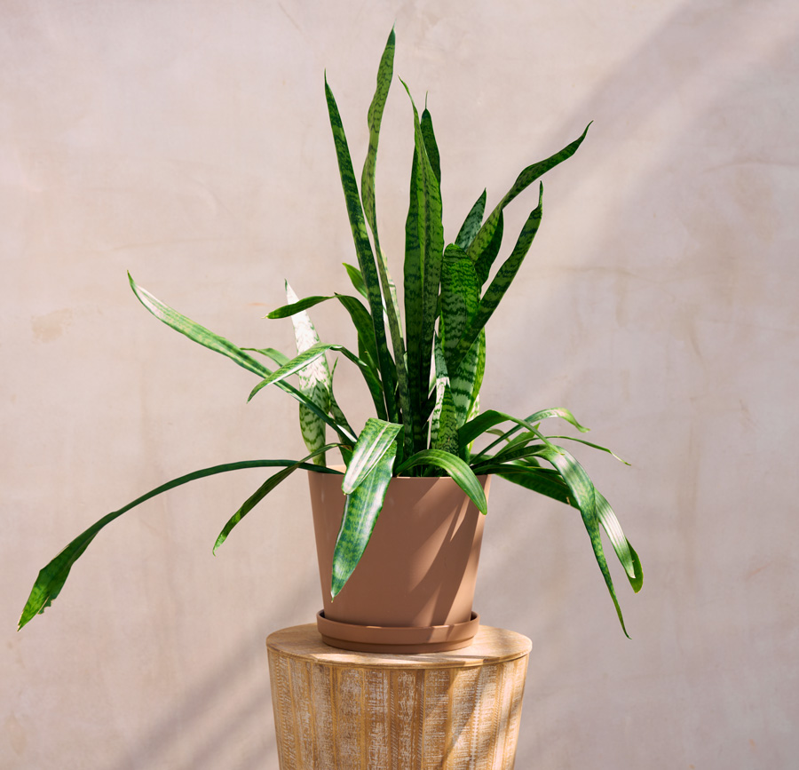snake plant in brown ikea klarbar pot