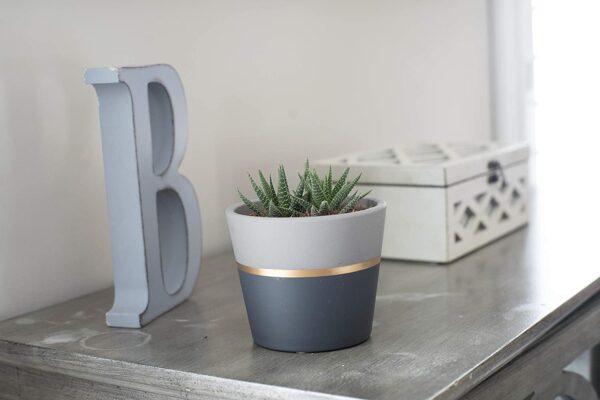 image of a potted haworthia plant