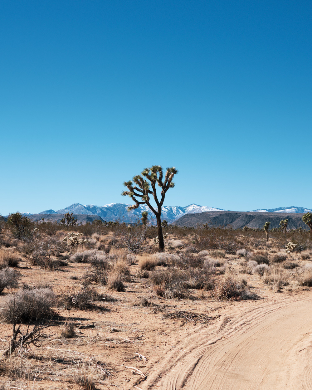 a Joshua tree in California