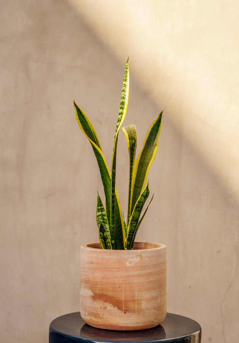 snake-plant snake plant