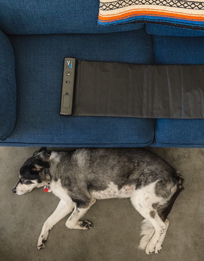 sofa scram on couch while a dog lays nearby