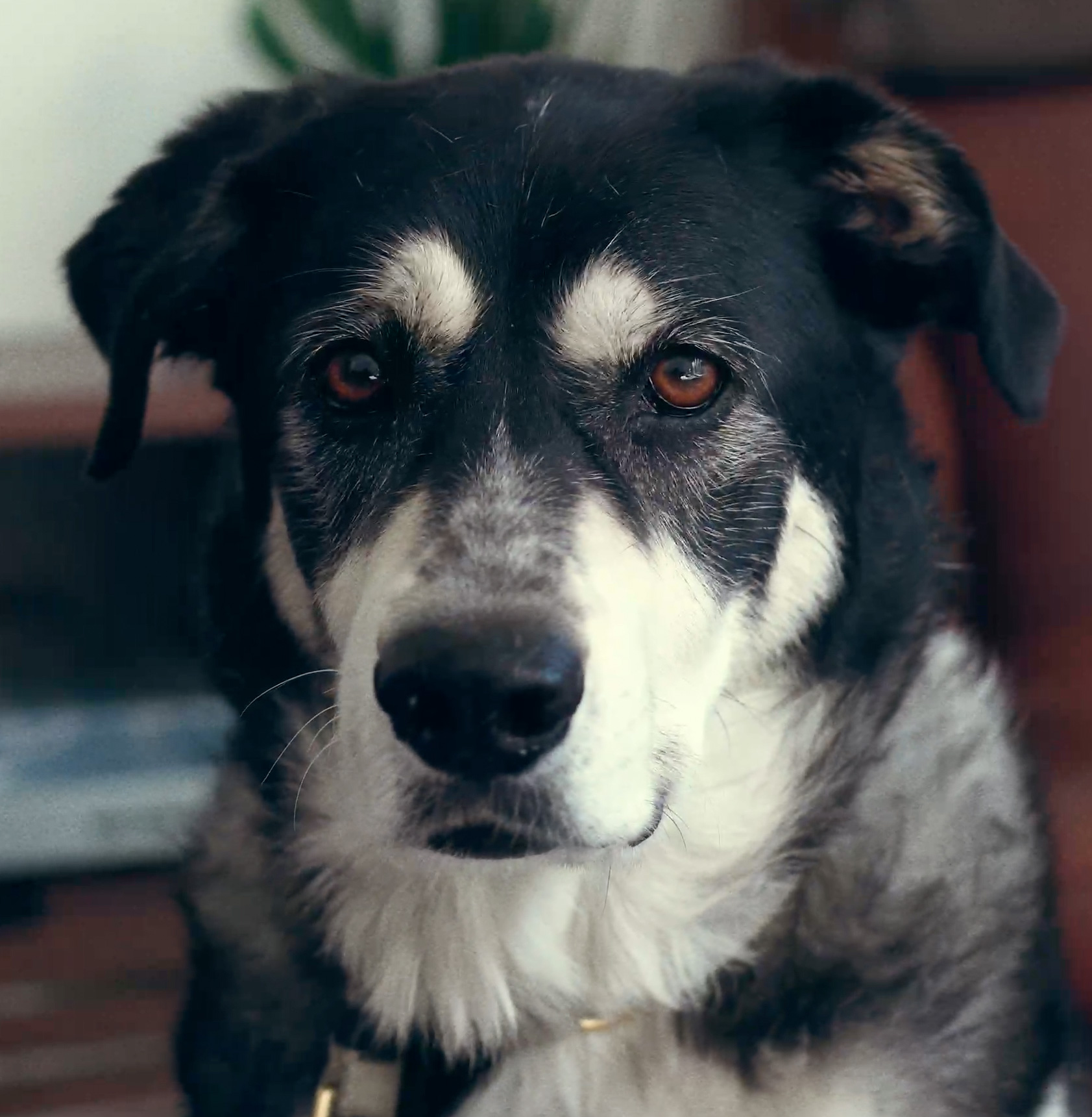 black and brown is a combination found in nature: a black and white dog with brown eyes